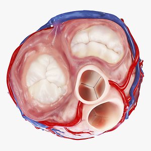 Heart Cross-Section Transverse Animated