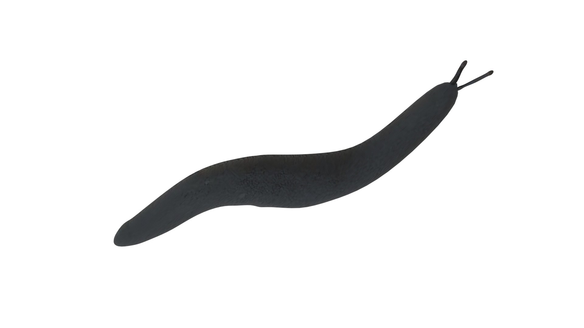 Flatworm 3D model https://p.turbosquid.com/ts-thumb/RW/mGtnDw/5u/flatworm12/jpg/1723965599/1920x1080/fit_q87/ddc194e196e53fa72a23f2cbe458fd20f059f7bc/flatworm12.jpg