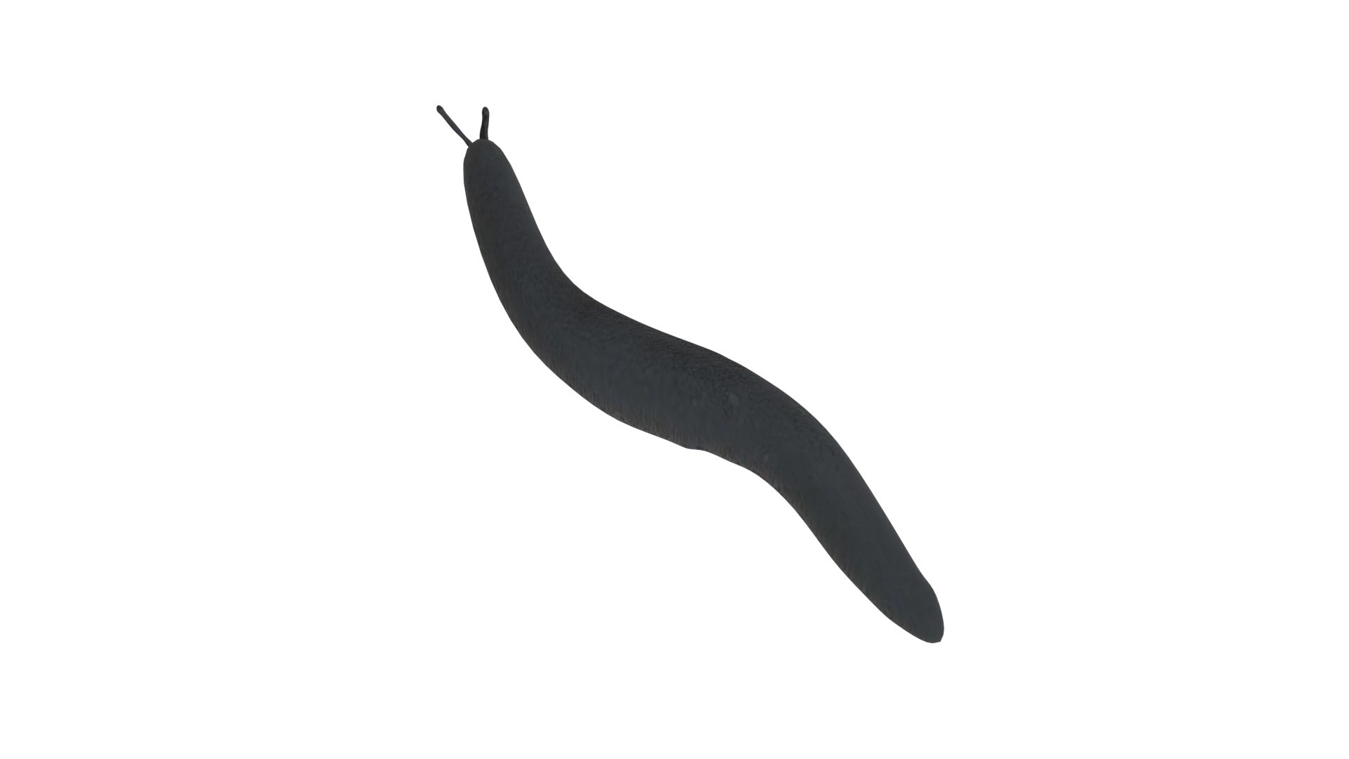 Flatworm 3D model https://p.turbosquid.com/ts-thumb/RW/mGtnDw/JC/flatworm10/jpg/1723965600/1920x1080/fit_q87/9695114462a113d268ed07738c893355c6bf0c17/flatworm10.jpg