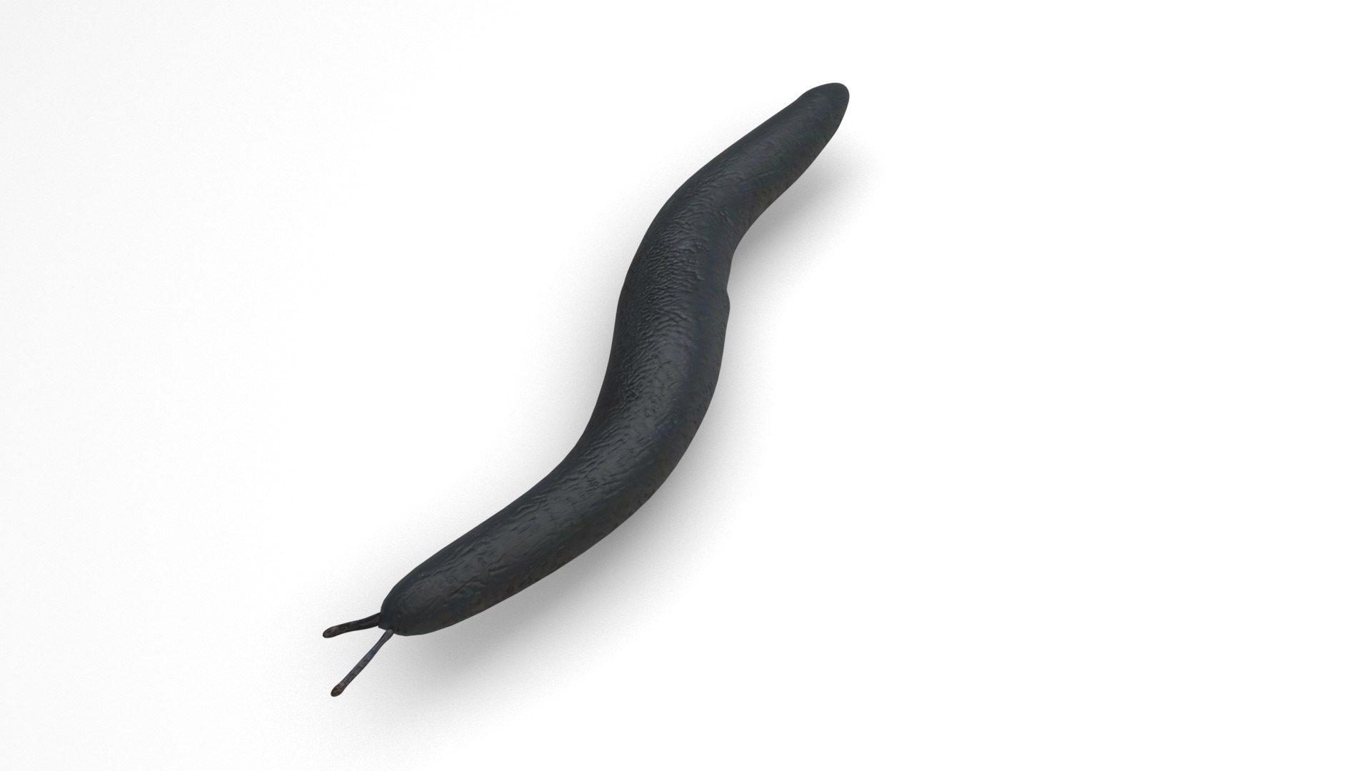 Flatworm 3D model https://p.turbosquid.com/ts-thumb/RW/mGtnDw/Qd/flatworm2/jpg/1723965604/1920x1080/fit_q87/9787c8911772885d50c2f7c6e24a7c536da488dd/flatworm2.jpg