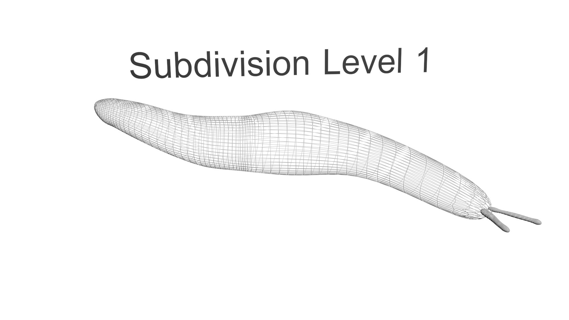 Flatworm 3D model https://p.turbosquid.com/ts-thumb/RW/mGtnDw/az/flatworm20/jpg/1723965595/1920x1080/fit_q87/d10e0192c42bbf7897e2858d76720a025a107588/flatworm20.jpg