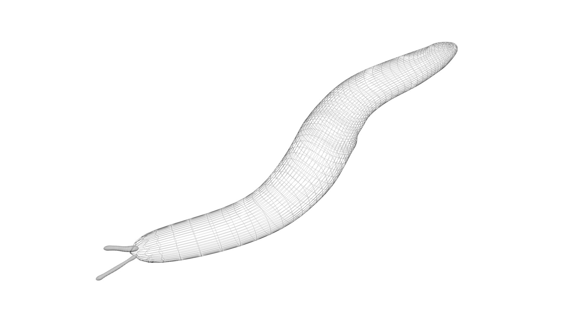 Flatworm 3D model https://p.turbosquid.com/ts-thumb/RW/mGtnDw/bc/flatworm16/jpg/1723965597/1920x1080/fit_q87/f46e5dc7968d4737f0c06742831158bbbcdd2266/flatworm16.jpg