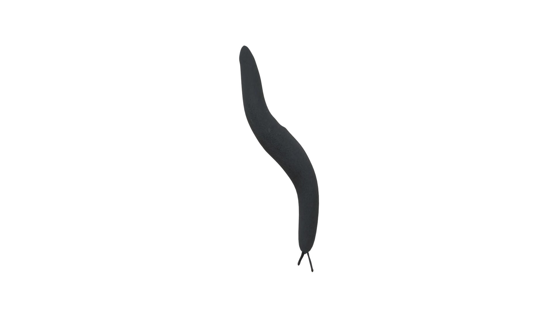 Flatworm 3D model https://p.turbosquid.com/ts-thumb/RW/mGtnDw/bf/flatworm14/jpg/1723965598/1920x1080/fit_q87/8d74b4363e2ab6466470a99626182e1b69597f40/flatworm14.jpg