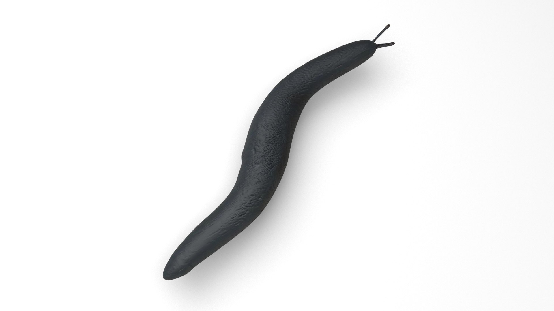 Flatworm 3D model https://p.turbosquid.com/ts-thumb/RW/mGtnDw/q1/flatworm4/jpg/1723965603/1920x1080/fit_q87/9510b5b76640529c6e897015c1a014235c834985/flatworm4.jpg