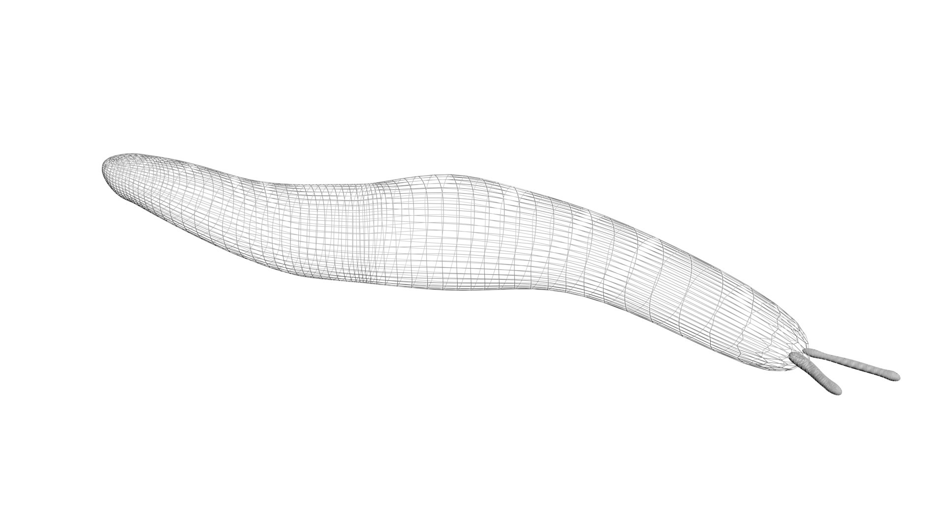 Flatworm 3D model https://p.turbosquid.com/ts-thumb/RW/mGtnDw/vk/flatworm15/jpg/1723965597/1920x1080/fit_q87/916003a74735986cbe21759e27f7f54db6d25955/flatworm15.jpg