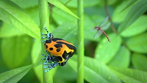 Poisonous Dart Frog