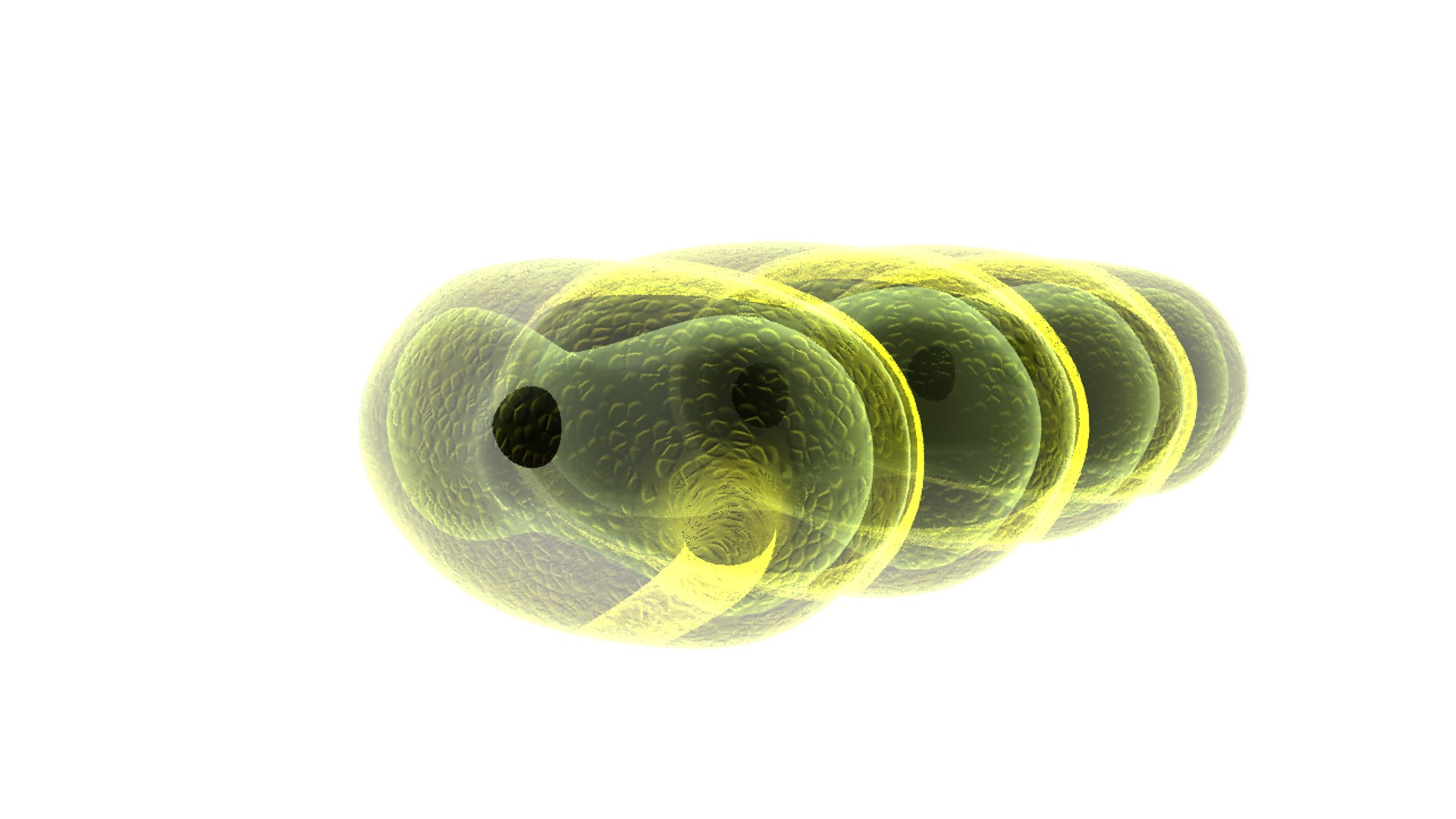scenedesmus genus algae 3d model https://p.turbosquid.com/ts-thumb/RW/z8mRv3/0VLOsKWU/scenedesmus_05/png/1414574752/1920x1080/fit_q87/28e8b1f523de1910451f2e510a11d868371f3d3e/scenedesmus_05.jpg