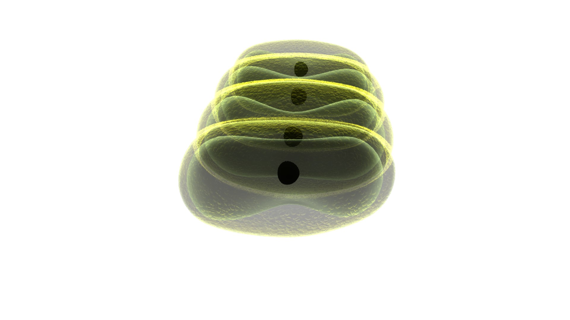 scenedesmus genus algae 3d model https://p.turbosquid.com/ts-thumb/RW/z8mRv3/m5Amtp9i/scenedesmus_03/png/1414574752/1920x1080/fit_q87/1adc1106522bf48f2f11b8cf0b70b05d6079b374/scenedesmus_03.jpg