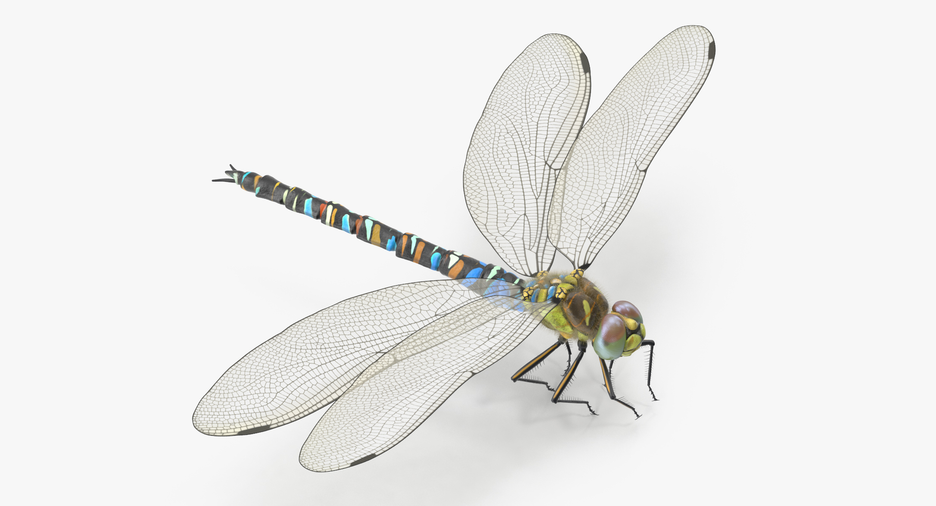 3d model dragonfly pose 01