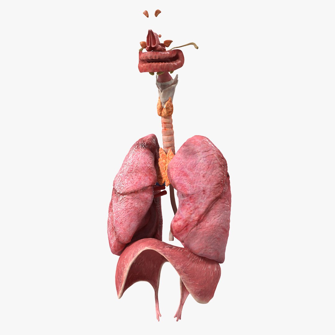 Female Respiratory System 3D model preview