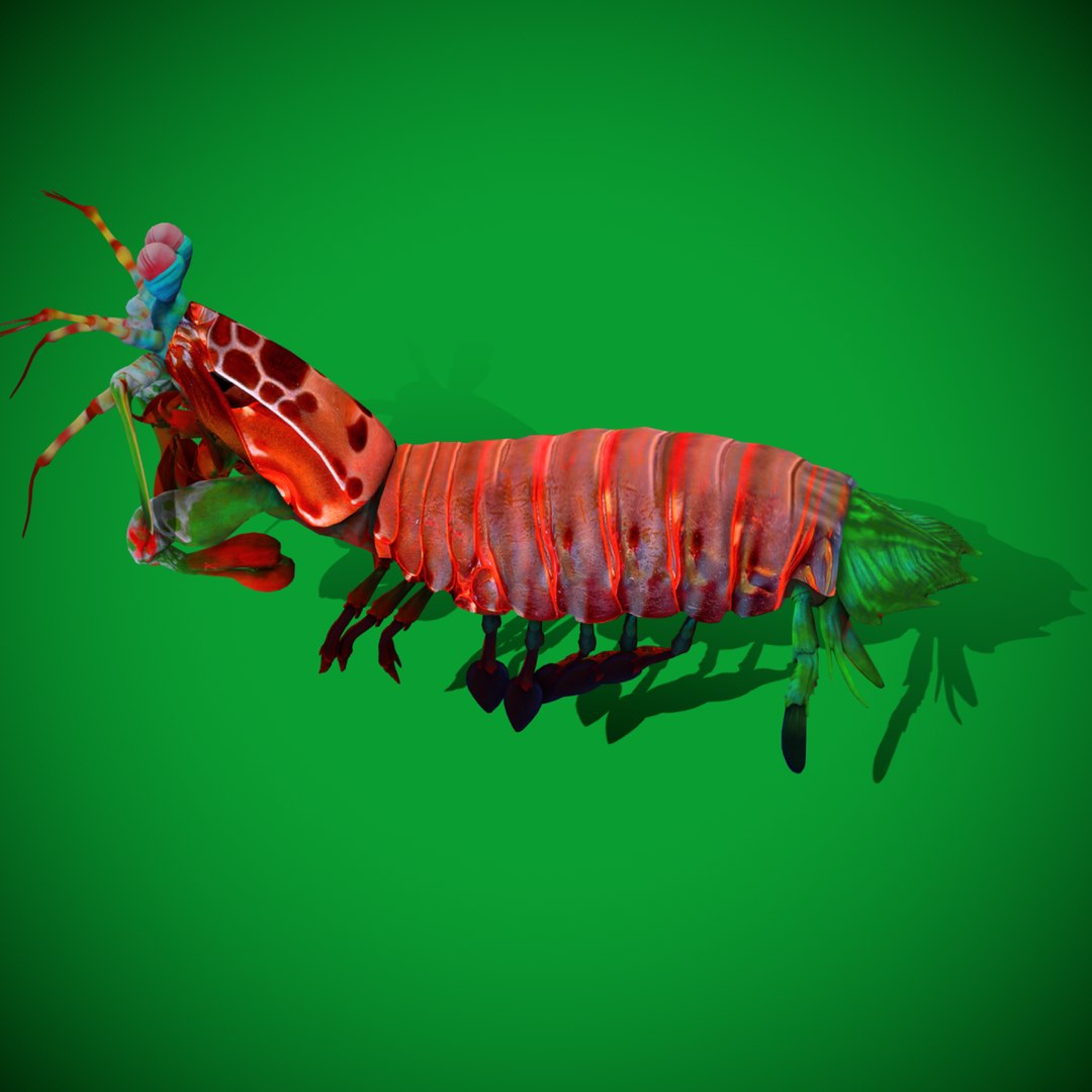Mantis Shrimp 3D https://p.turbosquid.com/ts-thumb/RX/8wUSy4/0A/search_image/png/1738893472/1920x1080/fit_q87/603e296e13626a171e6156fb5997f2ea8a0a815c/search_image.jpg