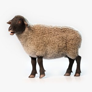 Sheep Rigged Animated with Fur 3D model