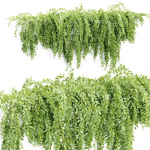 3D Hanging wall creeper plants N15903