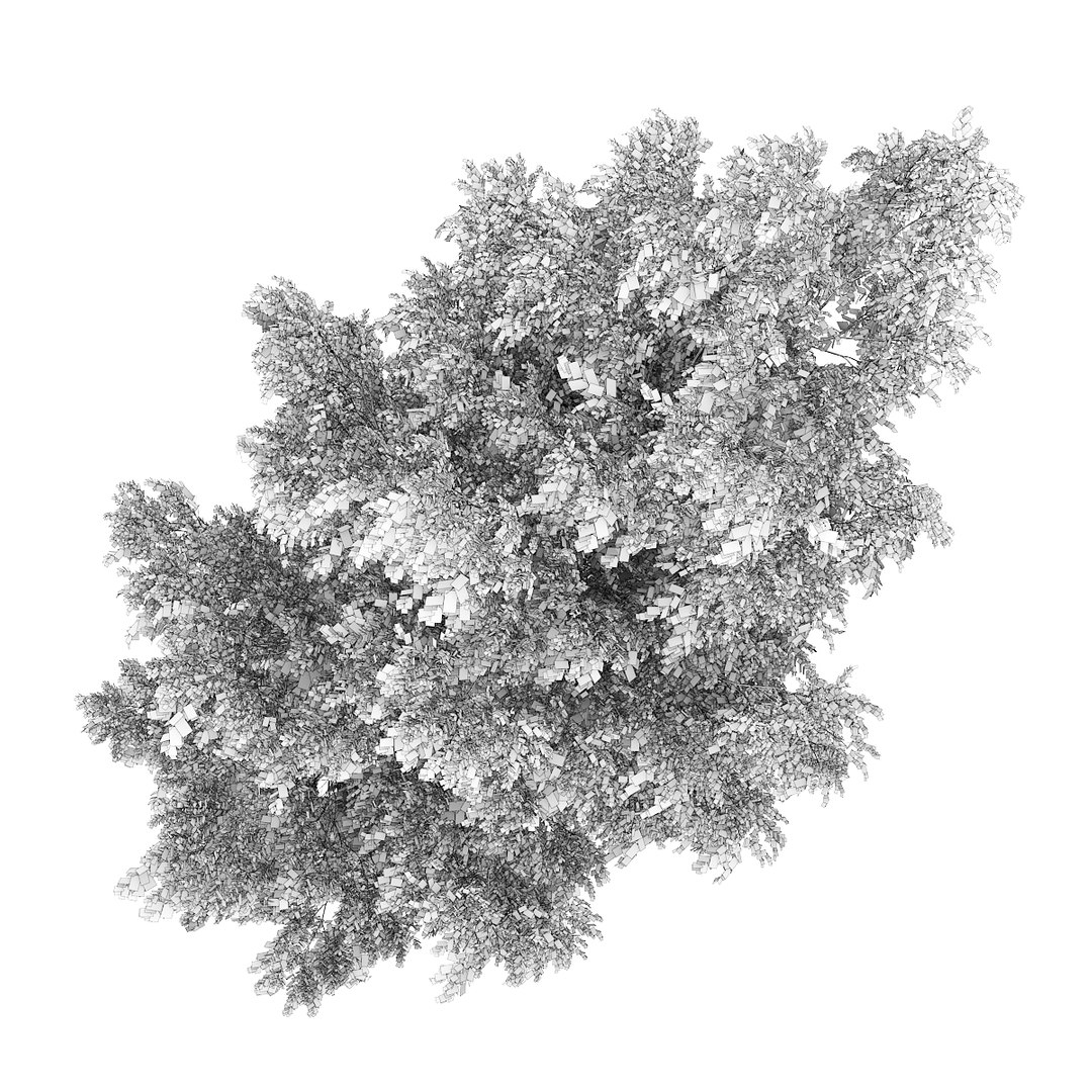 maya silver birch betula https://p.turbosquid.com/ts-thumb/RX/KYqdOu/EM0mZIWD/16bgrid0000copy/jpg/1377965991/1920x1080/fit_q87/c8999bc284ecbaa3f40d189c85683cf985e5df69/16bgrid0000copy.jpg