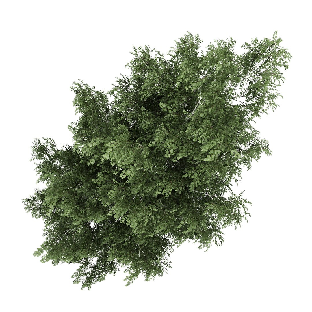 maya silver birch betula https://p.turbosquid.com/ts-thumb/RX/KYqdOu/X2MYaLZJ/16b0000copy/jpg/1377965986/1920x1080/fit_q87/8e4ebad2a20678a59b441b471cf5a3d82461086e/16b0000copy.jpg