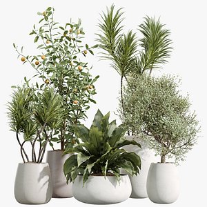 AV Indoor Plants Set 240 China Orange Tree and Spineless Palm and Peace Lily and Mission Olive 3D