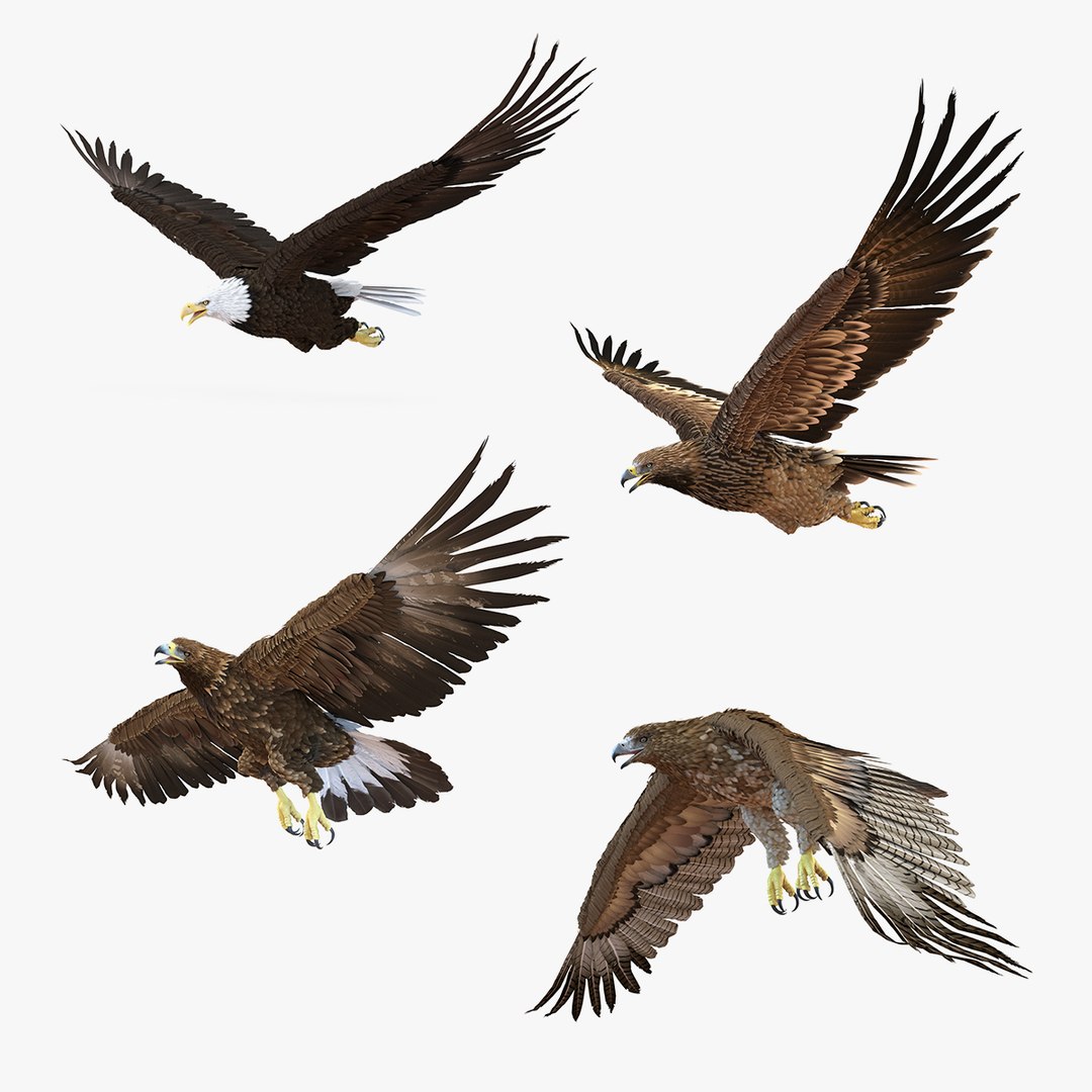 Rigged Eagles Collection 2 3D model preview