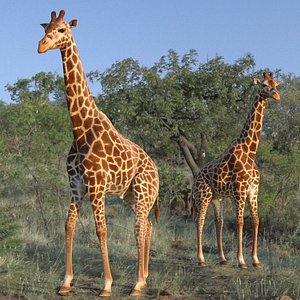 3D giraffe rigged