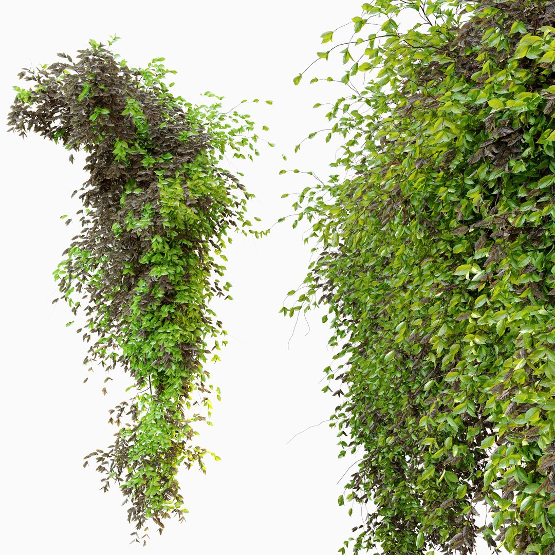 3D Model Dry And Green Leaves Hanging Plant - TurboSquid 1949900