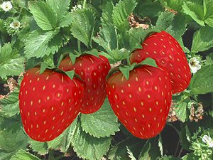 3d strawberry fruit