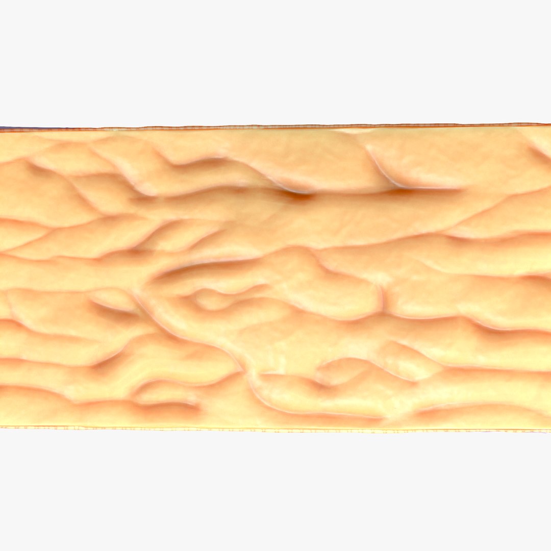 Epidermis Cross Section 3D model https://p.turbosquid.com/ts-thumb/RX/rfFuOK/Hg/5/png/1671729008/1920x1080/fit_q87/1a962e8520c28d63fd417d866bcf747f1cce1668/5.jpg