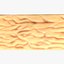 Epidermis Cross Section