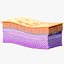 Epidermis Cross Section