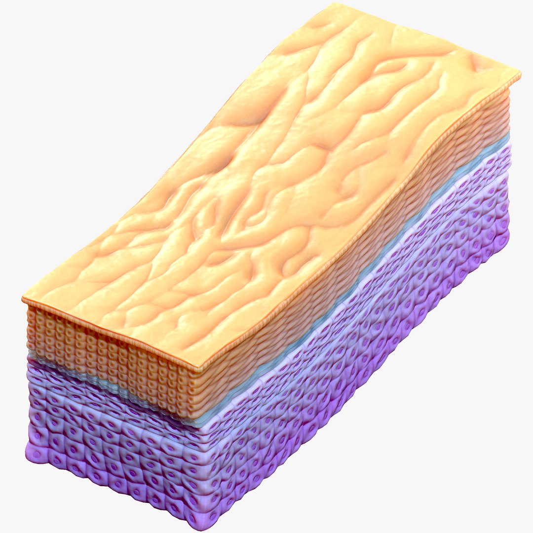 Epidermis Cross Section 3D model https://p.turbosquid.com/ts-thumb/RX/rfFuOK/lm/3/png/1671729007/1920x1080/fit_q87/e69c5fd4ae31c28de457f37f6b807594a393721c/3.jpg