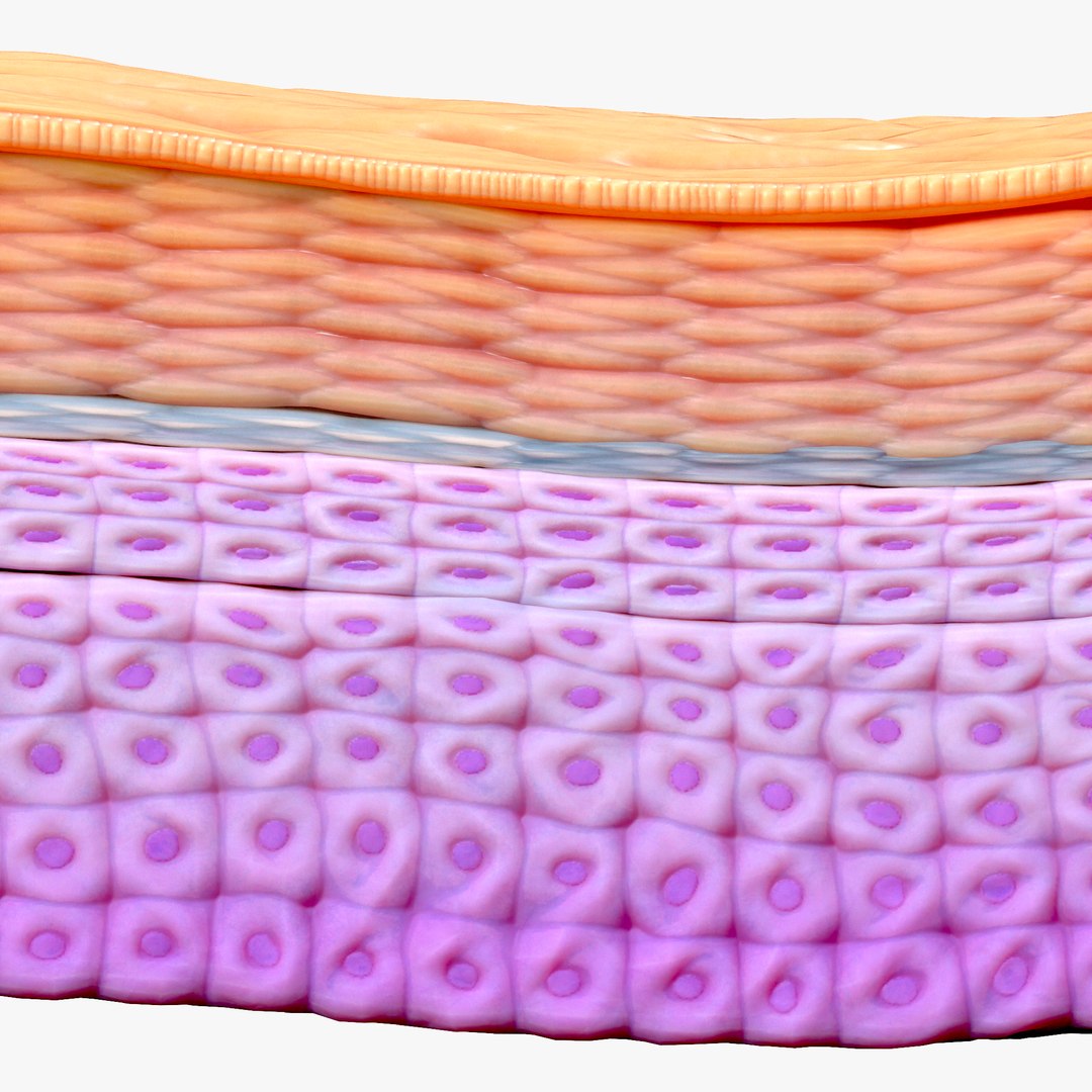 Epidermis Cross Section 3D model https://p.turbosquid.com/ts-thumb/RX/rfFuOK/zl/4/png/1671729012/1920x1080/fit_q87/8a111c8ea5a1cbbcc3046c8da7de13d7e8296c5b/4.jpg