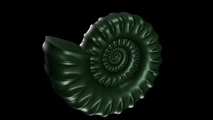 Serpenticone Conch Ornamented 2