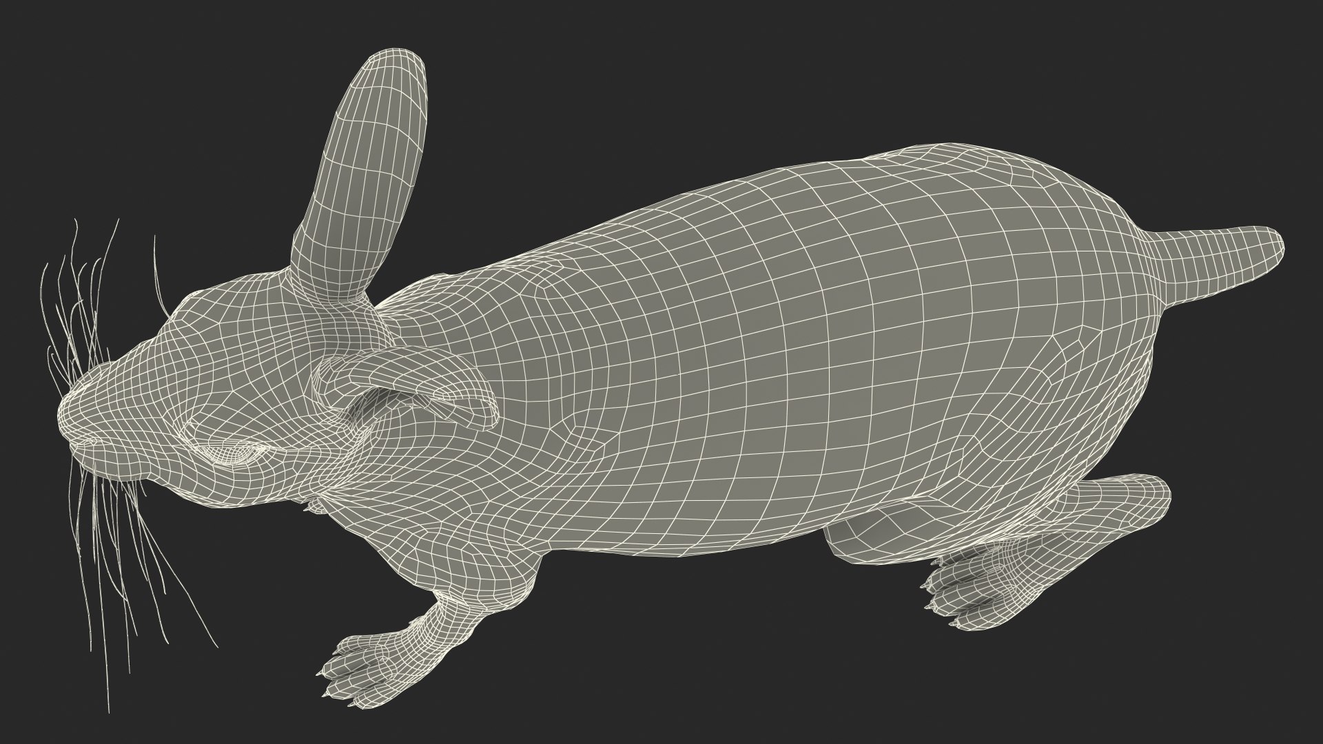 Lepus Europaeus Winter White Fur 3D Model - TurboSquid 2128789