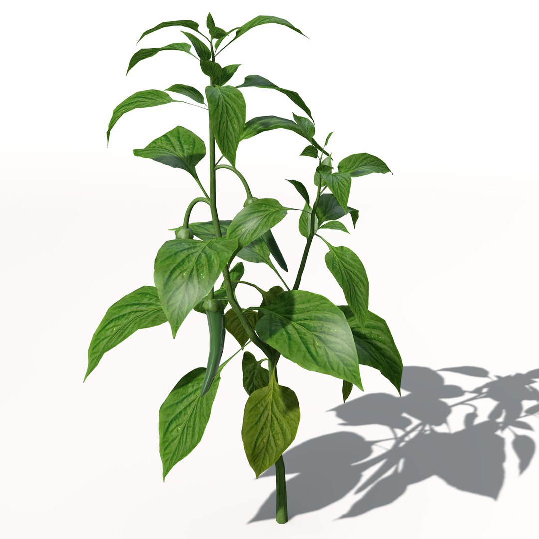 3d xfrogplants chili pepper plant https://p.turbosquid.com/ts-thumb/RX/vzDuw7/IPXWy9td/ag03chilipepper6/jpg/1462489708/1920x1080/fit_q87/58a351b88acbf5c4883f47e494d3f5fccc9015ba/ag03chilipepper6.jpg