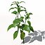 XfrogPlantsチリペッパー