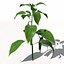 XfrogPlantsチリペッパー
