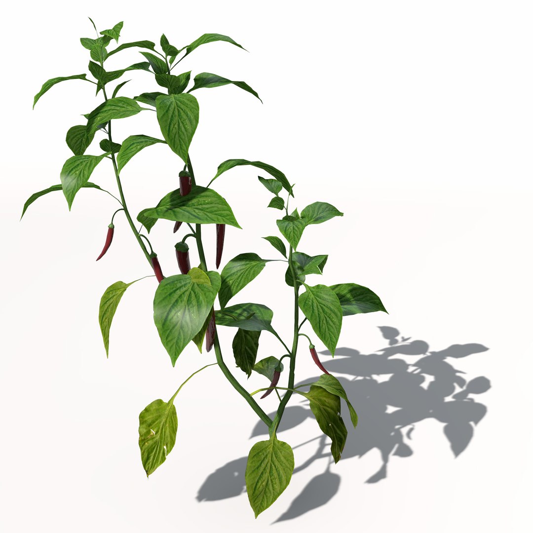 3d xfrogplants chili pepper plant https://p.turbosquid.com/ts-thumb/RX/vzDuw7/VjssfrqU/ag03chilipepper8/jpg/1462489708/1920x1080/fit_q87/967d95c7e5840f787603b3a0f72a2122ca7e43b8/ag03chilipepper8.jpg