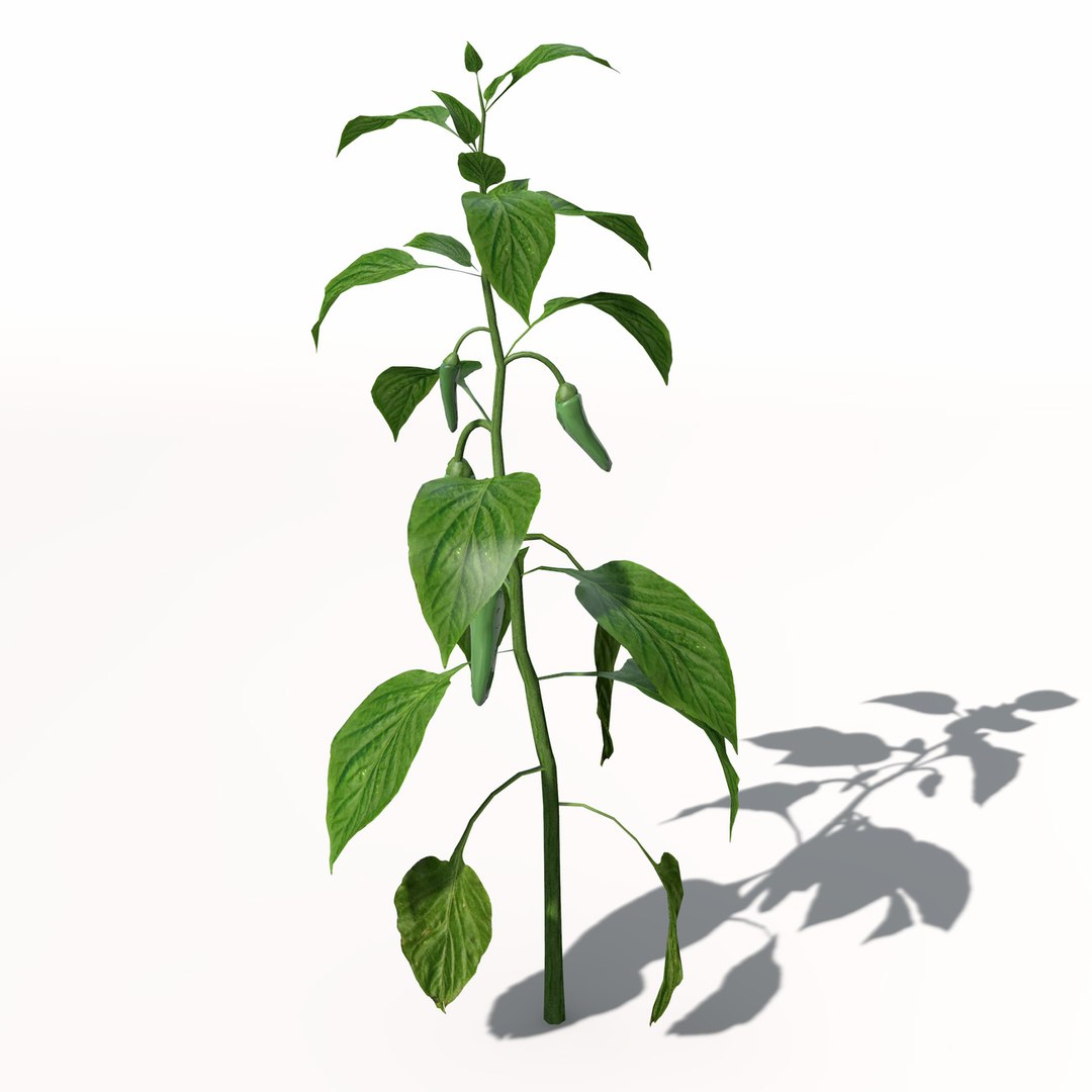 3d xfrogplants chili pepper plant https://p.turbosquid.com/ts-thumb/RX/vzDuw7/XKHo0SCN/ag03chilipepper2/jpg/1462489708/1920x1080/fit_q87/247fe2b1d7f687c39583bc92225517121bae74d9/ag03chilipepper2.jpg
