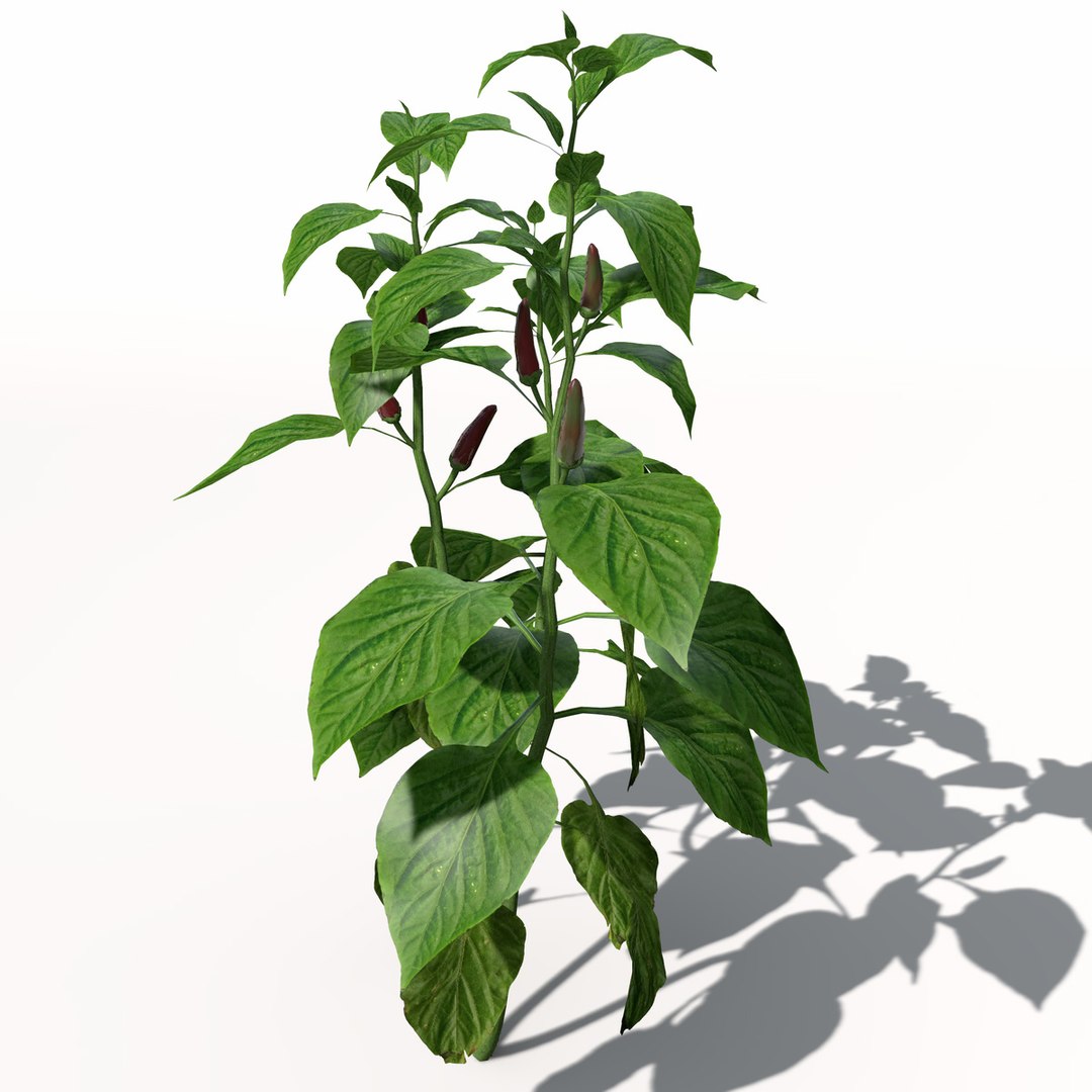 3d xfrogplants chili pepper plant https://p.turbosquid.com/ts-thumb/RX/vzDuw7/hDc7lJhb/ag03chilipepper4/jpg/1462489708/1920x1080/fit_q87/cb6cd1f1a8d6b2e95cfb0dc2bb53980a28c2338c/ag03chilipepper4.jpg