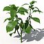 XfrogPlantsチリペッパー