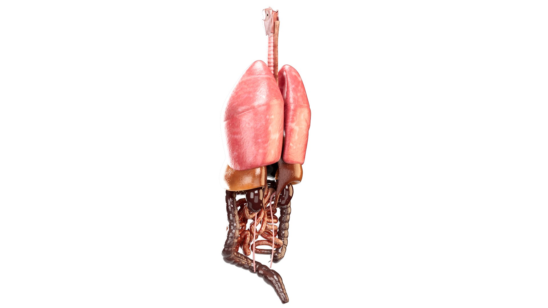 3D Internal Organs - TurboSquid 2188775