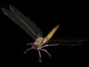 dragonfly 3D