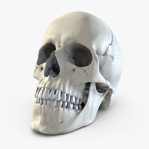 human skull max