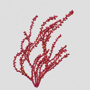 3D Red Grape Caulerpa V2