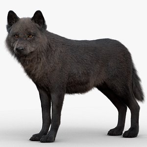 3D Black Wolf Rig XGEN-CORE