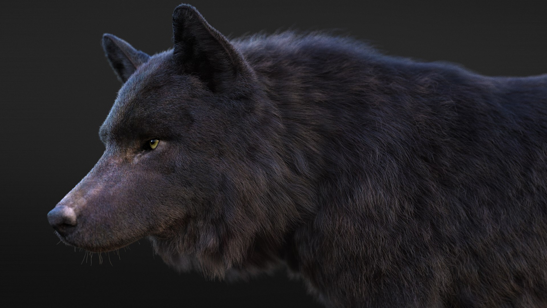 3D Black Wolf Rig XGEN-CORE - TurboSquid 2416791