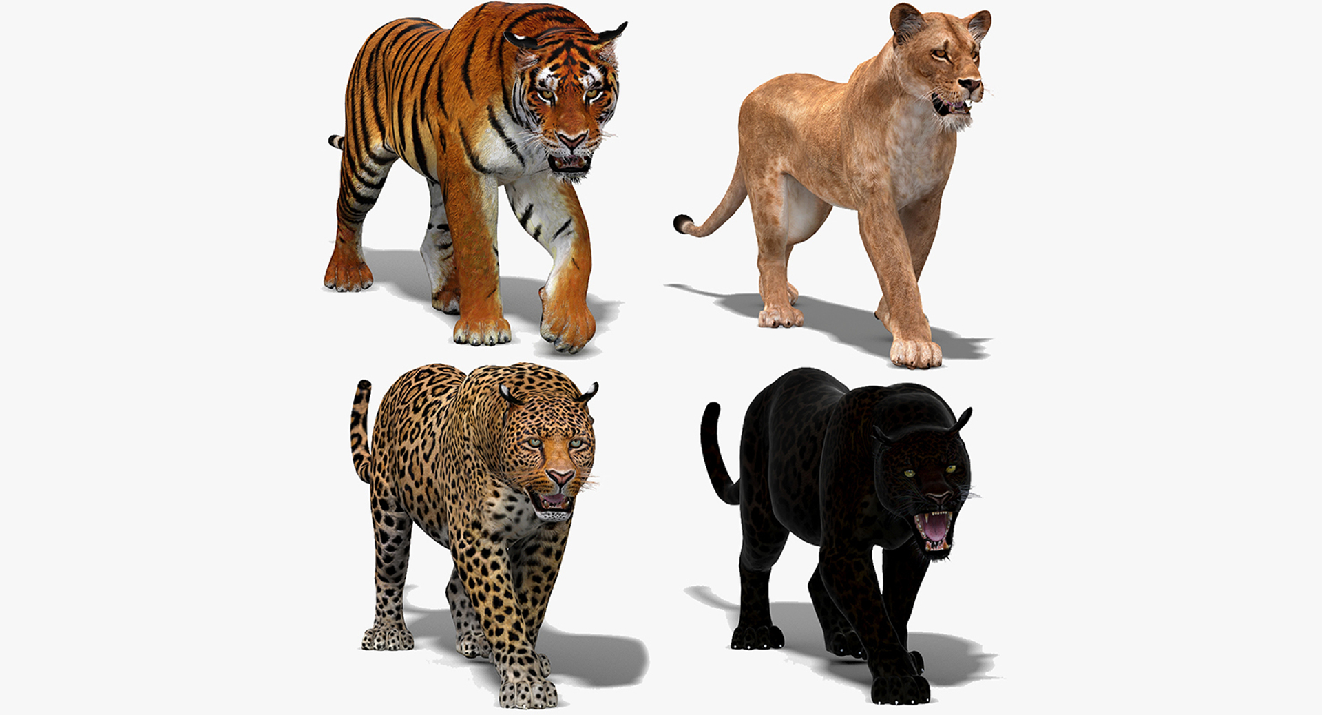 Лев, тигр, леопард Ягуар, пантера