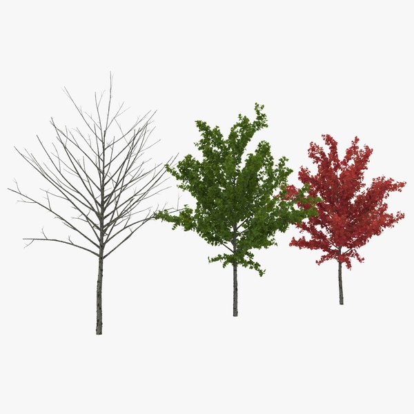 young tree red maple 3d model