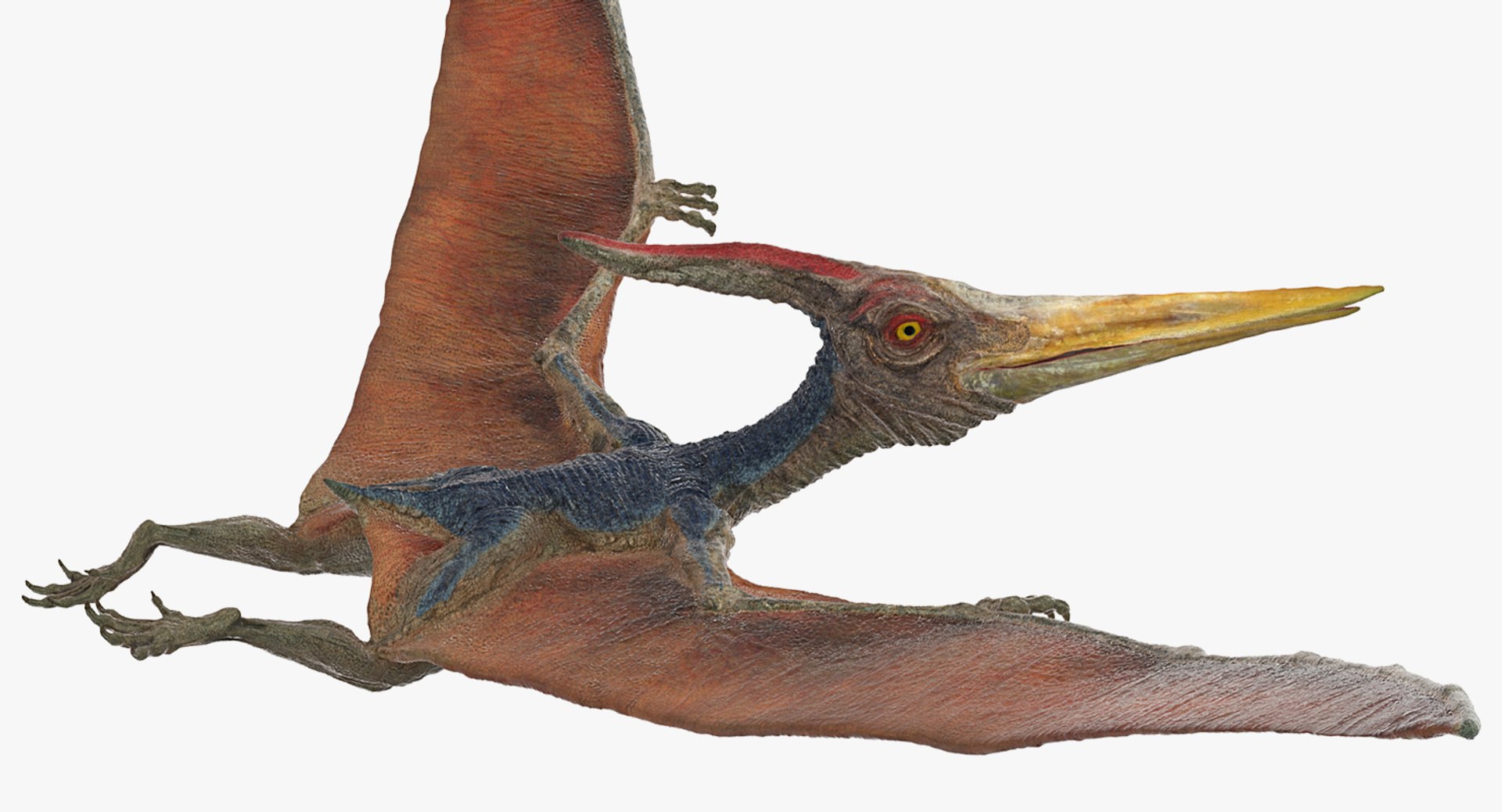 Pteranodon Flying Pose 3D model preview