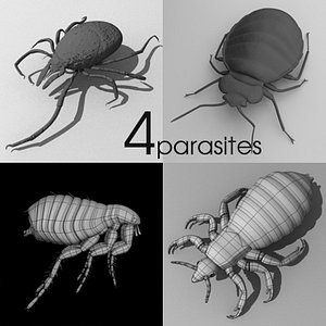3d parasites louse flea model