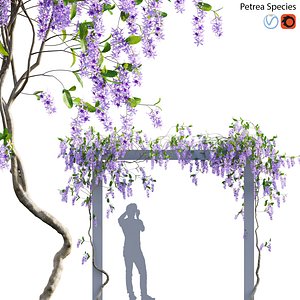 Petrea Volubilis - Queen Wreath - 02