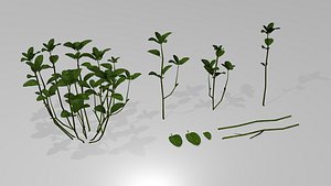 mentha spicata asset 3D